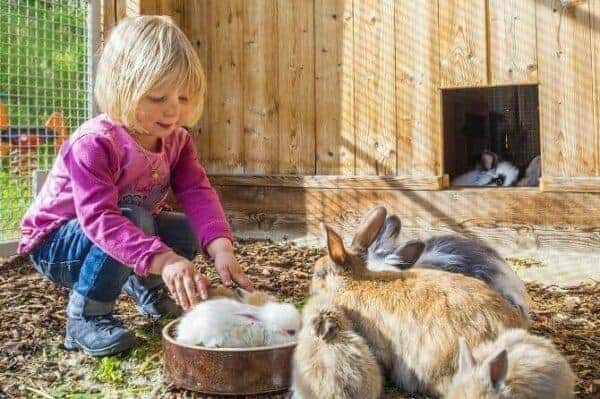 Tiergestützte Arbeit Ausbildung - junges blondes Kind im Stall füttert ihre Hasen