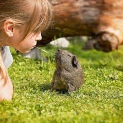 Tiergestützte Arbeit Ausbildung - junges Mädchen teilt Grashalm mit Meerschweinchen Tiergestützte Arbeit Ausbildung - junges Mädchen teilt Grashalm mit Meerschweinchen