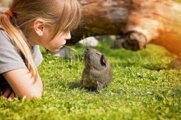 Tiergestützte Arbeit Ausbildung - junges Mädchen teilt Grashalm mit Meerschweinchen