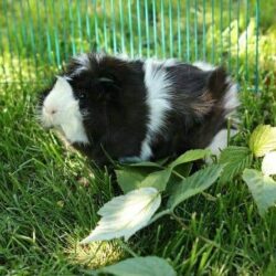 Tiergestützte Arbeit Ausbildung - Meerschweinchen bekommt Auslauf auf einer grünen Wiese Tiergestützte Arbeit Ausbildung - Meerschweinchen bekommt Auslauf auf einer grünen Wiese