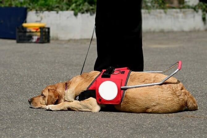 Assistenzhundetrainer Ausbildung - Assistenzhund ruht sich auf Straße aus