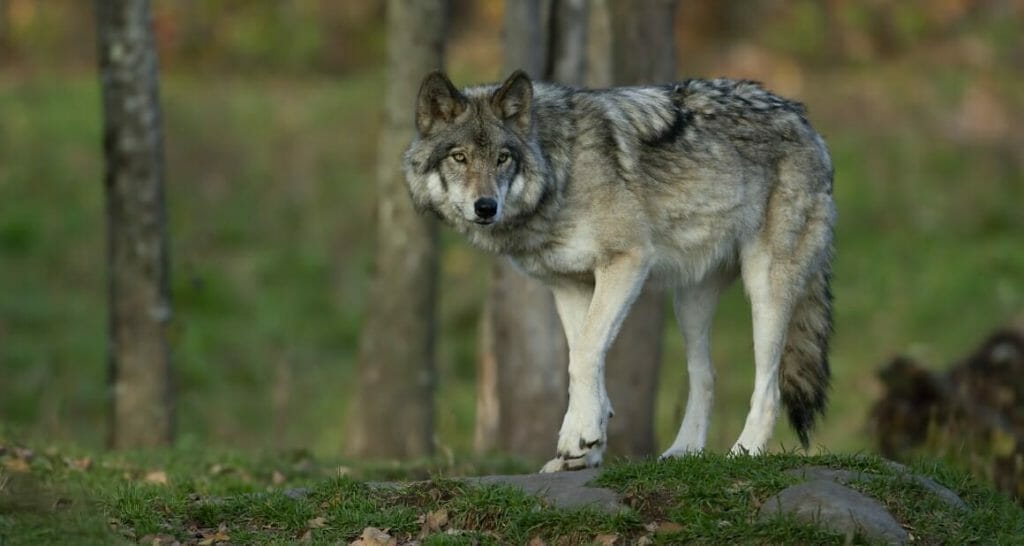 auf den wolf gekommen