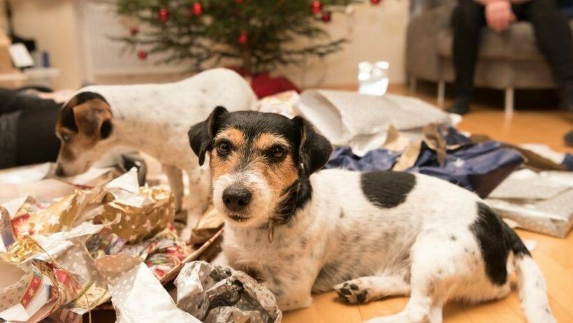 entspannte zeit fuer hund vor silvester