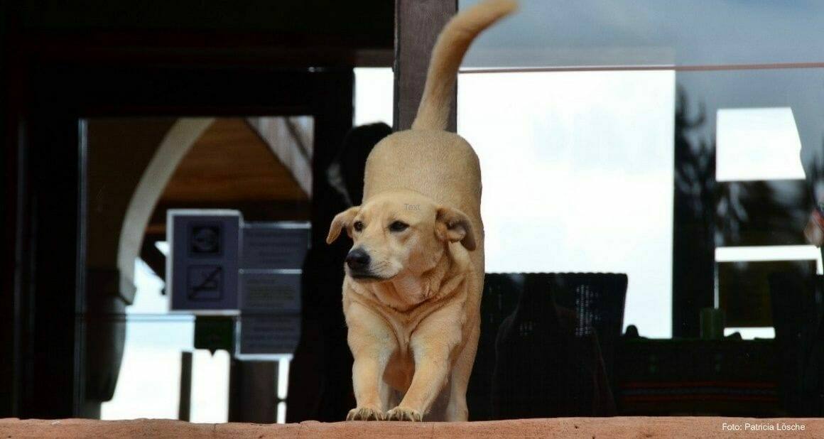 Hund im Winter: Zwischen Kälte und Langeweile