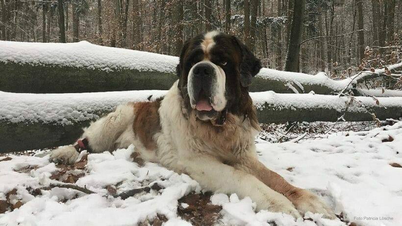 hunden mit dichtem winterfell macht kaelte wenig aus