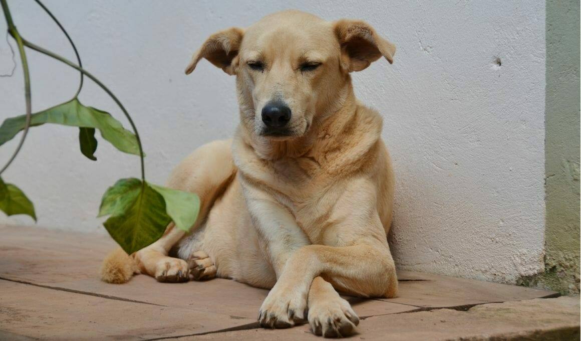 Jeder Hund kann ein Schulhund sein