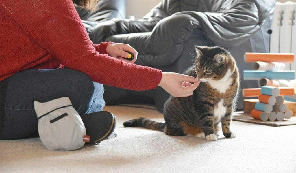 katzenverhaltensberaterin anne kathrin mausolf