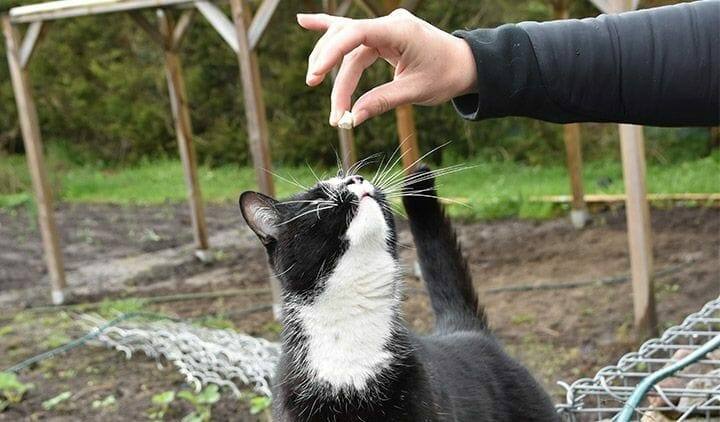 katzenverhaltensberaterin anne kathrin mausolf