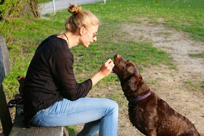 psychologischer coach mensch tier beziehung ausbildung frau auf bank gibt hund leckerli