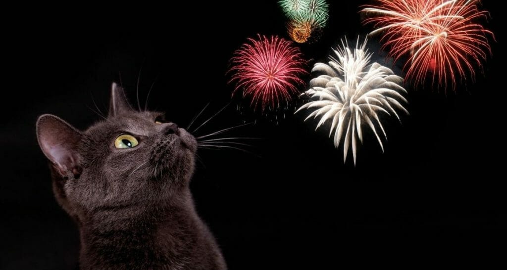 silvester mit katze es geht los