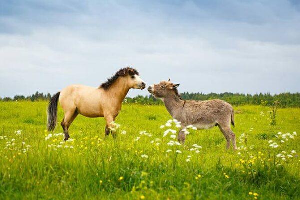 Tierpsychologie Ausbildung - Welsh Pony und Esel kommen sich im Sommer auf einer grünen Wiese näher