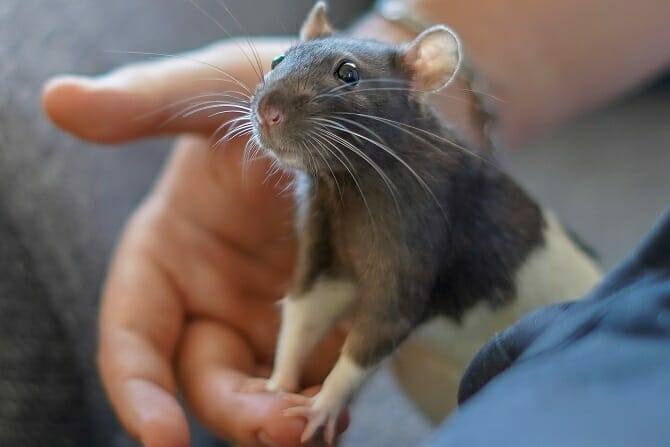 Tiertrainer Ausbildung - aufmerksame Ratte auf menschlicher Hand