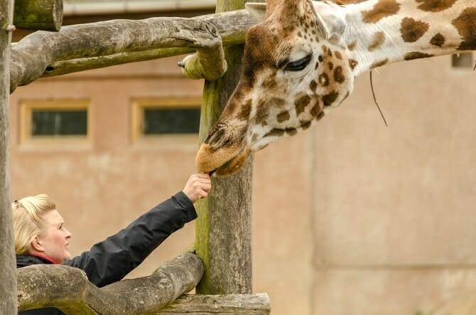 Tiertrainer Ausbildung - blonde Frau füttert Giraffe im Zoo