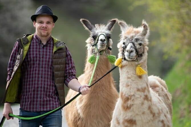 Tiertrainer Ausbildung - junger Mann mit Hut führt zwei Lamas