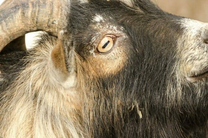 Tiertrainer Ausbildung - Portrait eines Ziegenbocks