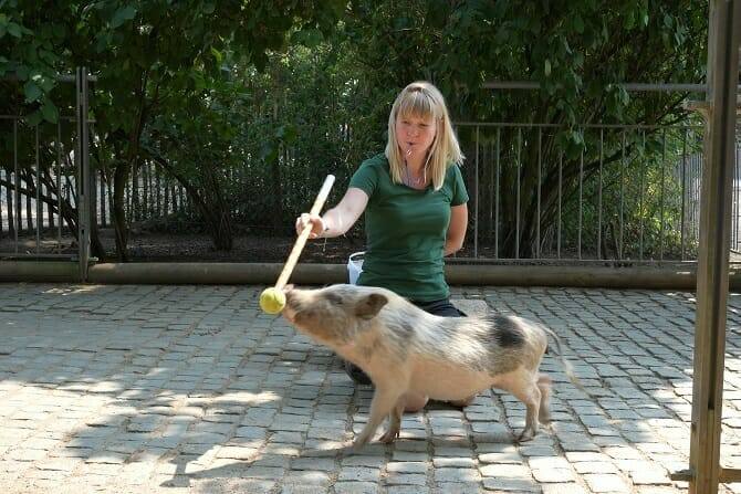 Tiertrainer Ausbildung - Target Training Schwein im Zoo