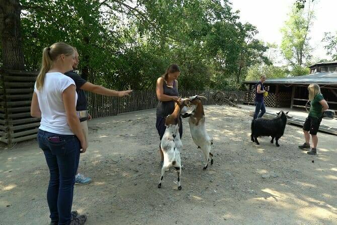 Tiertrainer Ausbildung - Ziegentraining im Zoo