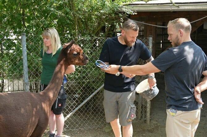 Tiertrainer Ausbildung - zwei Männer und eine Frau mit einem Alpaka im Zoo