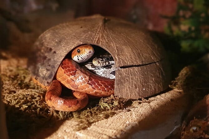 Tiergestützte Arbeit Ausbildung - Schlangen im Haus