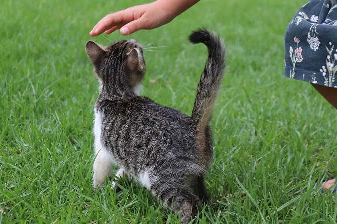 erlebnispädagogik Ausbildung ATN - Hand von Kind berührt Katze