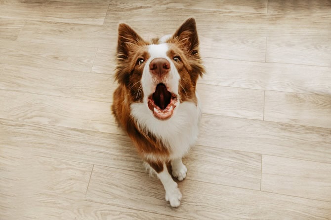 Lautäußerungen und Bellen von Hunden alleine zu Hause Bello Studie ATN