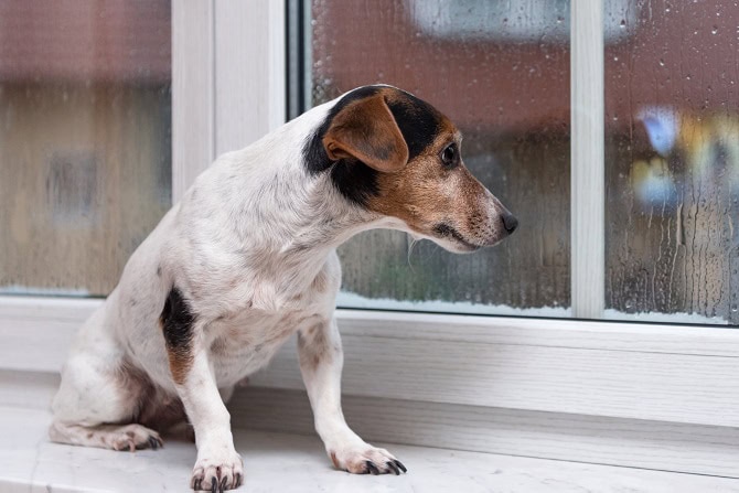 Hund wartet am Fenster auf seine Mneschen - ist er gestresst? ATN Studie ATN