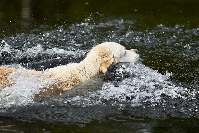 Hund im Wasser