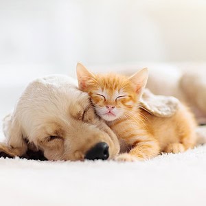 Verhaltensberater Lehrgang Hund und Katze ATN - Katze und Hund kuscheln