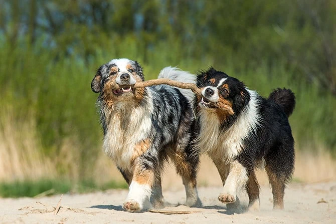 atn akademie zwei hunde tragen gemeinsam einen stock 1 atn akademie zwei hunde tragen gemeinsam einen stock 1