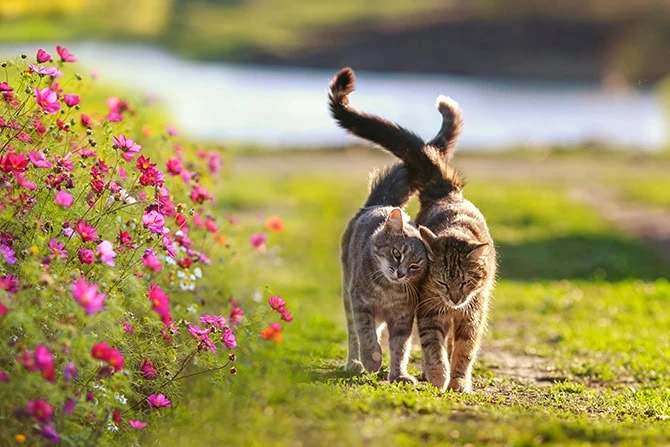 atn akademie zwei verschmuste katzen laufen ueber eine gruene wiese 1 atn akademie zwei verschmuste katzen laufen ueber eine gruene wiese 1