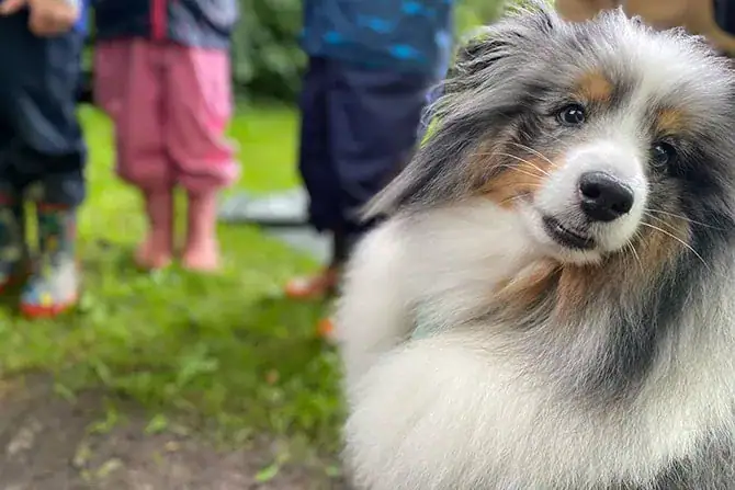 atn tbh hund kinder tbh 1 atn tbh hund kinder tbh 1