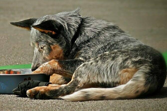 hundeernaehrung ausbildung hund liegt vor futterschuessel hundeernaehrung ausbildung hund liegt vor futterschuessel