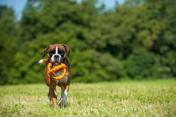 hundewissenschaften ausbildung deutscher boxer apportiert spielzeug hundewissenschaften ausbildung deutscher boxer apportiert spielzeug