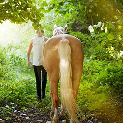 Pferdeverhaltenstrainer Ausbildung an der ATN Akademie - Frau geht mit Pferd im Wald spazieren Pferdeverhaltenstrainer Ausbildung an der ATN Akademie - Frau geht mit Pferd im Wald spazieren