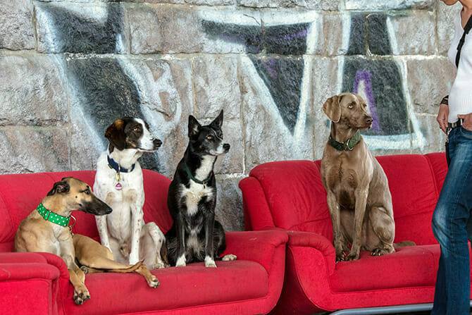 hundeverhaltensberater ausbildung vier hunde sitzen auf rotem sofa und bekommen eine standpauke