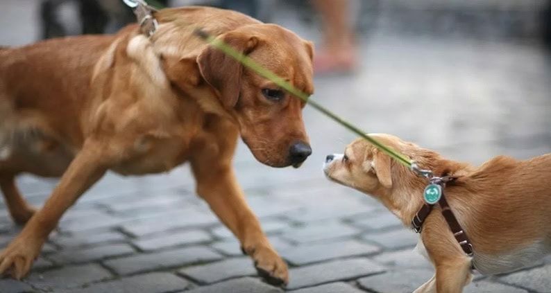 tipps fuer stressfreie hundebegegnungen an der leine leinenaggression Tipps für stressfreie Hundebegegnungen an der Leine - Leinenaggression vorbeugen