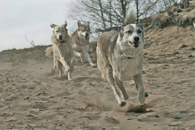 Tiererlebnis- & Eventtouristik 7 Tiererlebnis- & Eventtouristik Ausbildung - drei Hunde rennen über den Strand