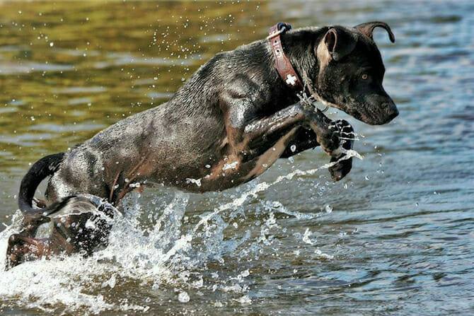 Tiererlebnis- & Eventtouristik 3 Tiererlebnis- & Eventtouristik Ausbildung - schwarzer Hund springt im Sommer ins Wasser