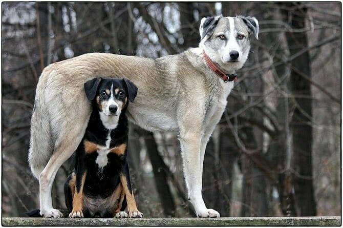 Hundewissenschaften Ausbildung - kleiner schwarzer Hund sitzt unter großem weißen Hund