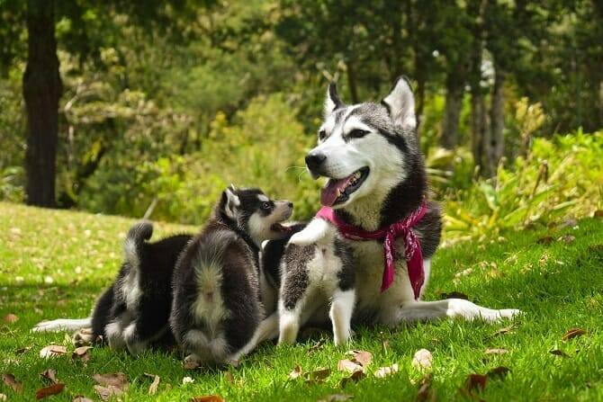 Psychologischer Coach Mensch Tier Beziehung Ausbildung - Husky Hündin mit Welpen