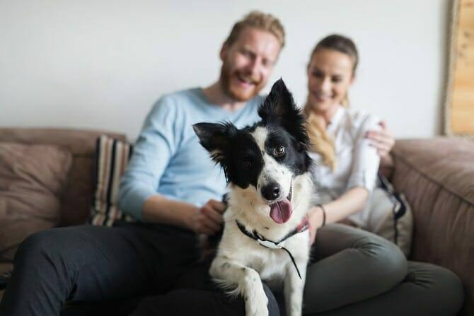 Psychologischer Coach Mensch Tier Beziehung Ausbildung - Paar entspannt auf Couch mit Hund