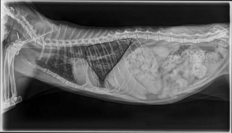 Katzenasthma Wenn Atmen Zur Not Wird ATN Akademie katzenasthma-wenn-atmen-zur-not-wird-atn-akademie