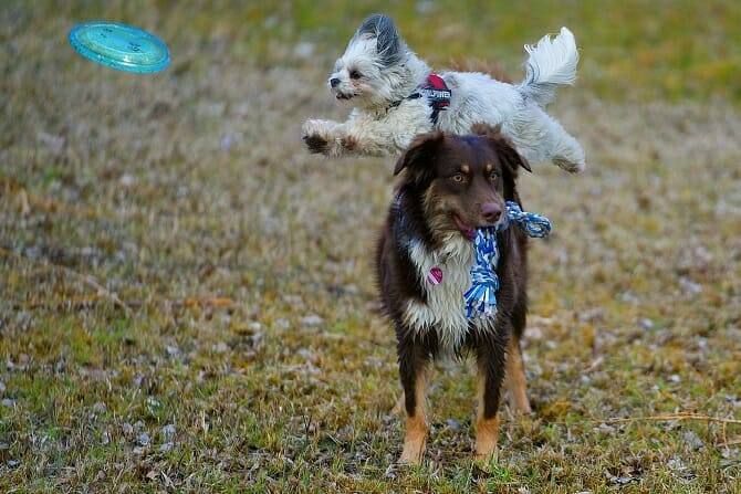sportwissenschaften hund ausbildung 2 hunde beim spiele mit frisbee Sportwissenschaften Hund Ausbildung - 2 Hunde beim Spiele mit Frisbee