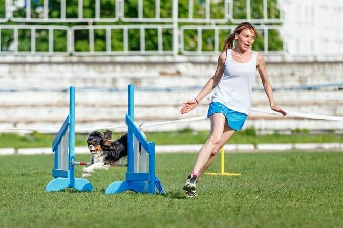 sportwissenschaften hund ausbildung cavalier king charles spaniel mit frau beim agility training Sportwissenschaften Hund Ausbildung - Cavalier king Charles spaniel mit Frau beim Agility training