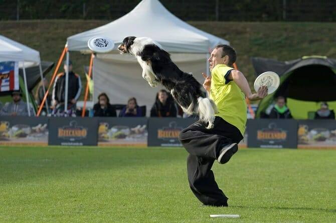 sportwissenschaften hund ausbildung dog frisbee wettkampf Sportwissenschaften Hund Ausbildung - Dog Frisbee Wettkampf