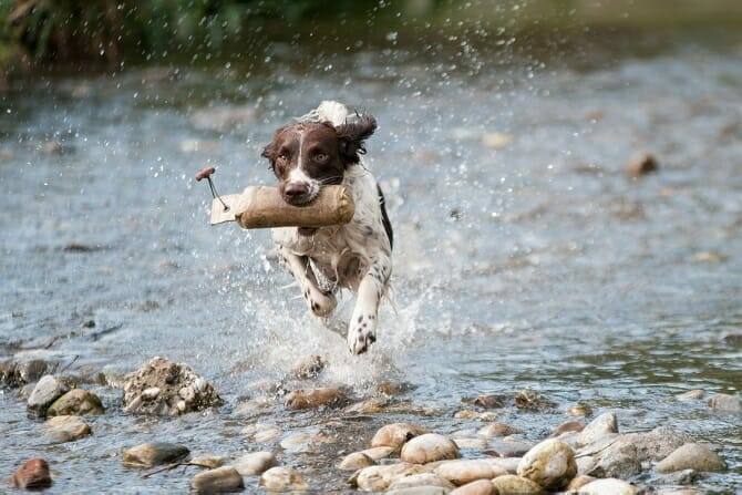 sportwissenschaften hund ausbildung hund apportiert im galopp im bach Sportwissenschaften Hund Ausbildung - Hund apportiert im Galopp im Bach