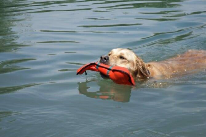 sportwissenschaften hund ausbildung hund apportiert im wasser Sportwissenschaften Hund Ausbildung - Hund apportiert im wasser