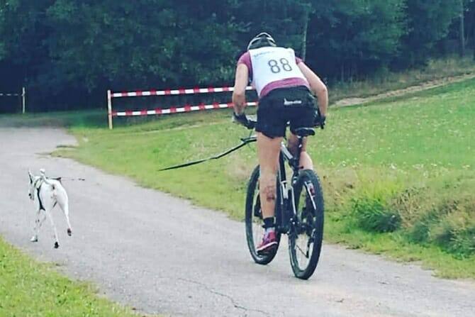 sportwissenschaften hund ausbildung hund und sportler im mountainbikerennen Sportwissenschaften Hund Ausbildung - Hund und Sportler im Mountainbikerennen