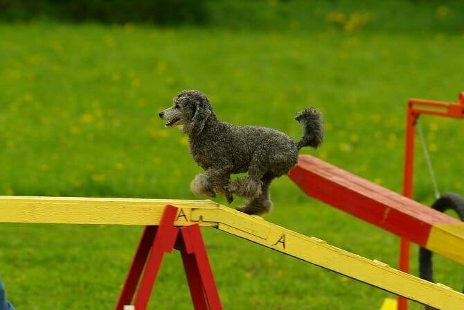 sportwissenschaften hund ausbildung pudel balanciert ueber hindernis auf hundeplatz Sportwissenschaften Hund Ausbildung - Pudel balanciert über Hindernis auf Hundeplatz