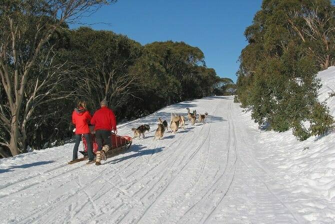 sportwissenschaften hund ausbildung schlittenhunde mit schlitten im winter Sportwissenschaften Hund Ausbildung - Schlittenhunde mit Schlitten im Winter